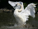  Trumpeter Swan (WWT Slimbridge August 2010) - pic by Nigel Key